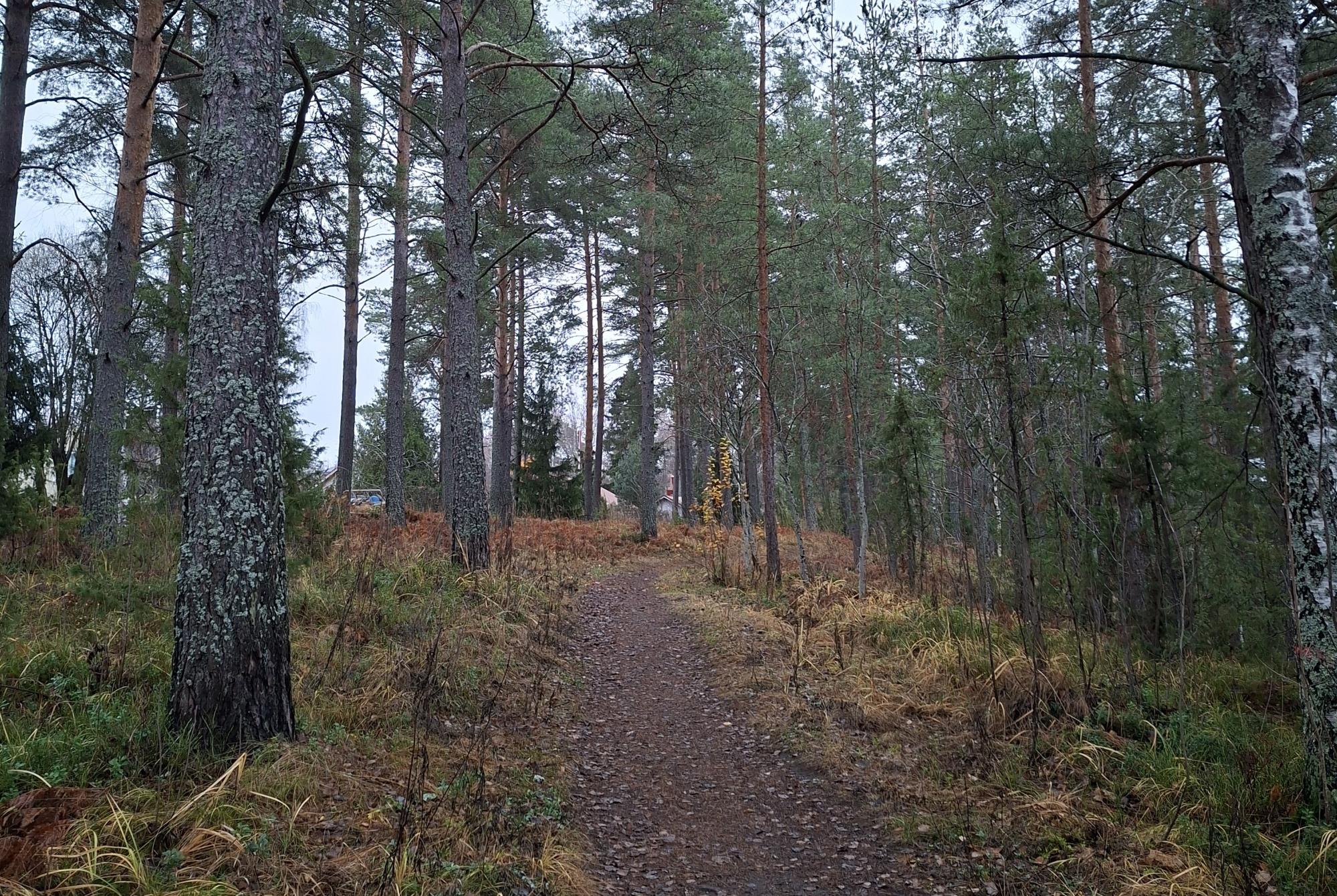 Tyysterniemen rantaraitin polkua ja puita.